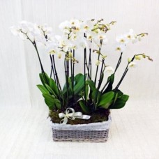 3 White Phalaenopsis Plants In A Basket