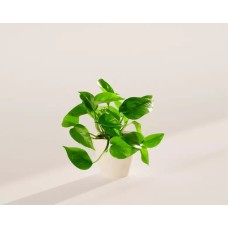 Medium Golden Pothos in Coconut Eco Pot