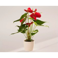 Small Flamingo Flower in Coconut Eco Pot