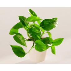 Small Golden Pothos in Coconut Eco Pot
