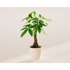 Small Money Tree in Coconut Eco Pot