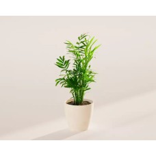 Small Neanthe Bella Parlor Palm in Coconut Eco Pot