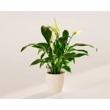 Small Peace Lily in Coconut Eco Pot