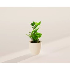Small ZZ Plant in Coconut Eco Pot