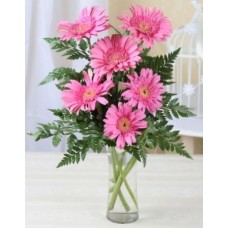 6 Pink Gerberas Vase