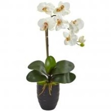 Phalaenopsis Orchid White Plant
