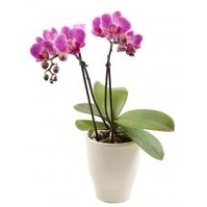 Phalaenopsis Orchid Twin Plant