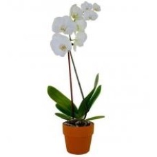 Double Stem White Orchid Plant