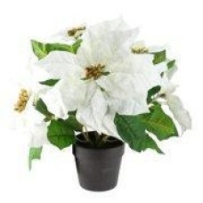 White Single Stem Poinsettia Plant