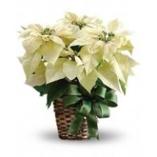 Potted White Poinsettia Plant (large Size)