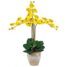 Yellow Twin Orchid Plant