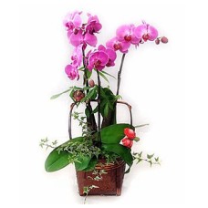 Exquisite Butterfly Orchid to Korea