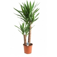 Yucca Palm Tree