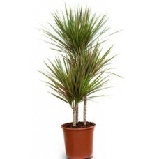 Palm Tree