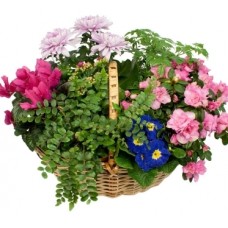 7 Plants at the Basket
