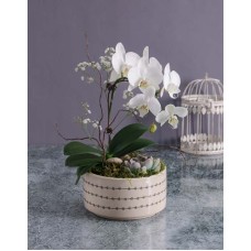 Mothers Day Orchid And Succulent Vase