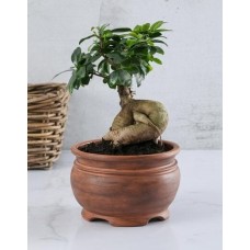 Bonsai Tree In Pottery