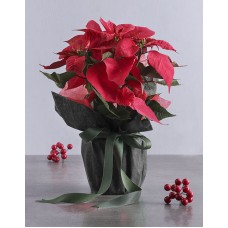 Poinsettia in Green Wrapping