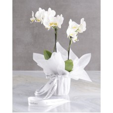 White Midi Sympathy Orchid