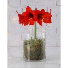 Red Amaryllis Lilly Plant (Standard)