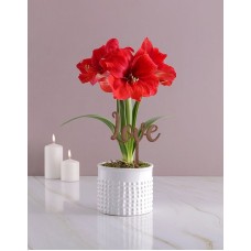 Love Sick Red Amaryllis Gift