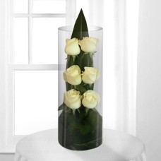 Tight White Rose 6 Per