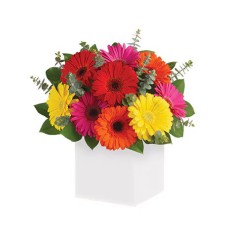 Glorious Gerberas (Classic)