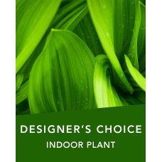 DC Indoor plant