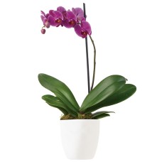 Imperial Purple