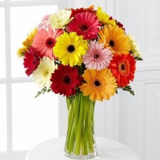 Gerbera World