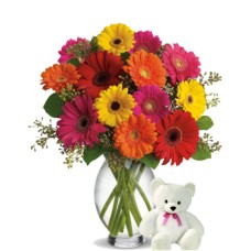Shared Emotions (12 Gerbera Daises + Teddy Bearus)