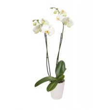 Phalaenopsis white