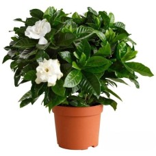 Blossoming Gardenia