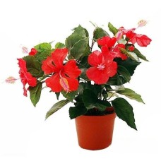 Hibiscus Blooming Plant