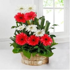 Pink & White Gerbera Basket Arrangement (20 Flower)
