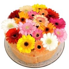 Gerbera flower cake (Medium variegated Gerbera Flower Cake on a glass plate)