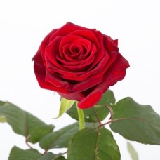Long-Stemmed Red Rose