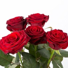 5 Long-Stemmed Roses