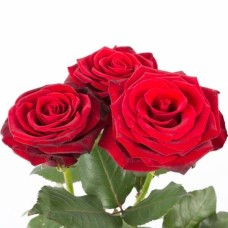 3 Long-Stemmed Roses
