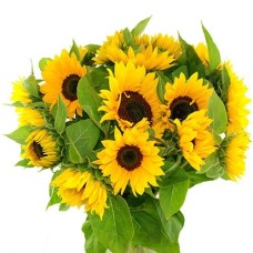 Long sunflowers (7)