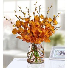 Daisy Dreams (10 Mokara Orchids)