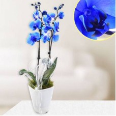 ORCHID PHALAENOPSIS BLUE