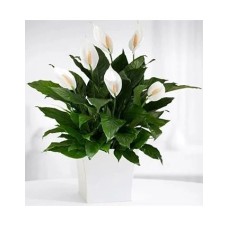 Peace Lily Plant