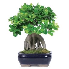 Ginseng Ficus Bonsai