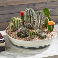 Cactus plant arrangement