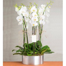 8 Branches White orchid