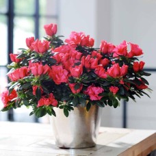 Hot Pink Azalea Plant