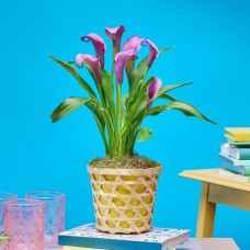 Plant of the Month - Lovely Calla Lily