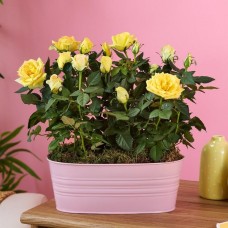 Dreamy Rose Duo