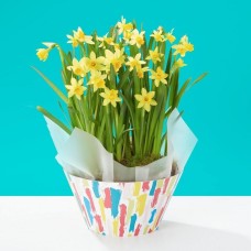 Cheerful Daffodils